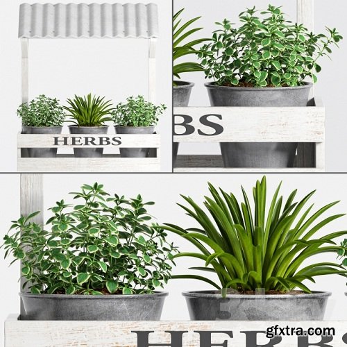 Herbs Plant -23