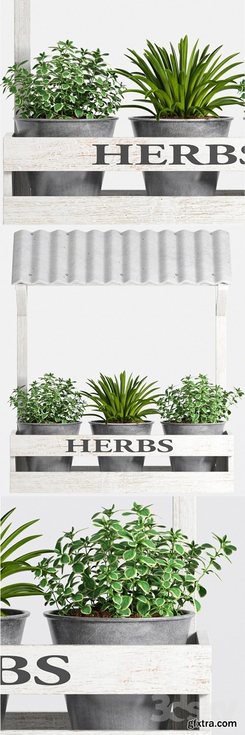 Herbs Plant -23