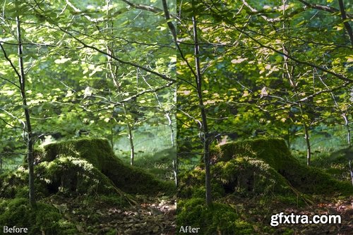 CM - Lightroom Presets - Forest No. 1 2238595