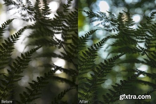 CM - Lightroom Presets - Forest No. 1 2238595