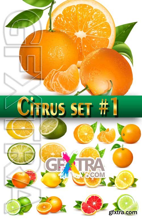 Citrus set #1 - Stock Vector