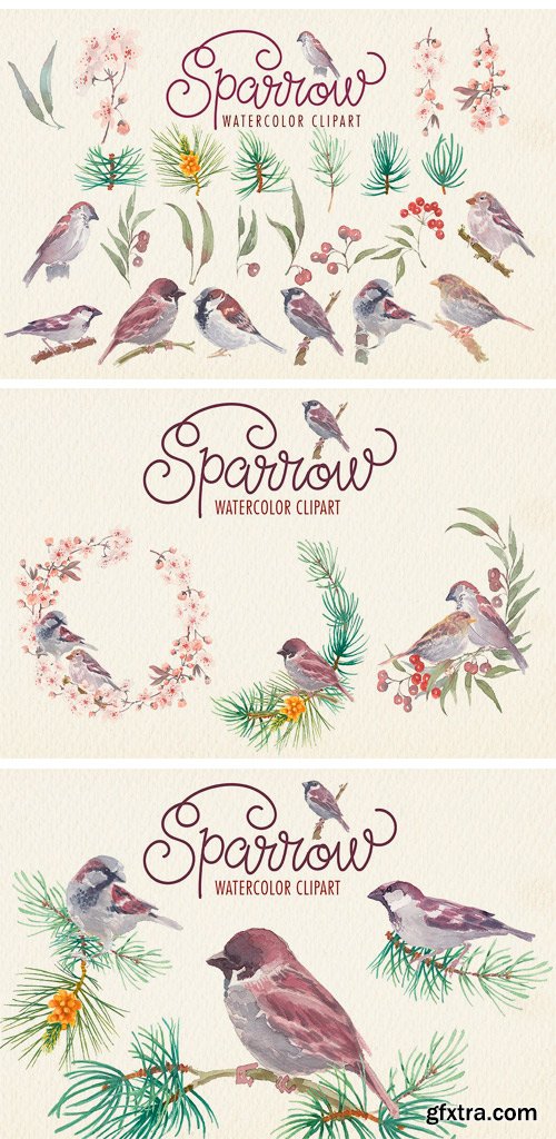 CM - Sparrow Bird Watercolor Clipart 2248520