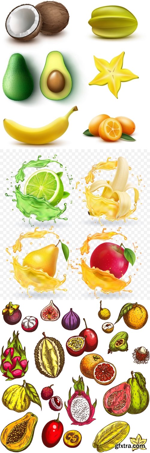 Vectors - Realistic Fruits 9