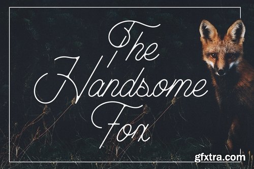 CM - The Handsome Fox 2202911