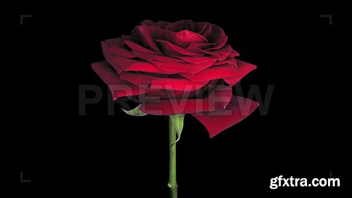 Dying Red "Naomi" Rose 62873