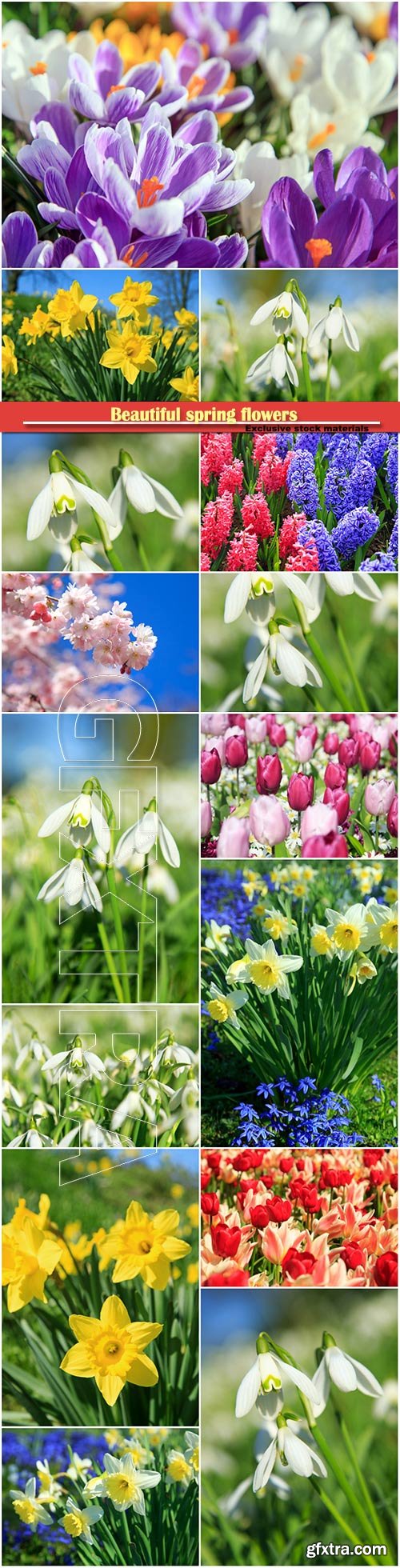 ]Beautiful spring flowers, snowdrops, daffodils, hyacinths, crocuses