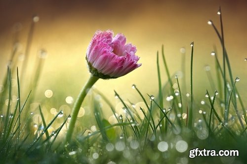 Spring nature forest grass sprout sprout tulip flower snowdrop 25 HQ Jpeg