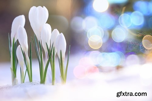 Spring nature forest grass sprout sprout tulip flower snowdrop 25 HQ Jpeg