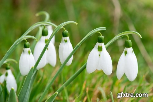 Spring nature forest grass sprout sprout tulip flower snowdrop 25 HQ Jpeg