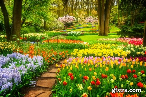 Spring nature forest grass sprout sprout tulip flower snowdrop 25 HQ Jpeg