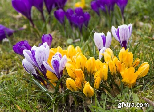 Spring nature forest grass sprout sprout tulip flower snowdrop 25 HQ Jpeg