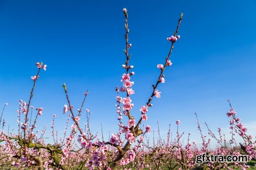 Spring sprout germ illustration Spring 25 HQ Jpeg