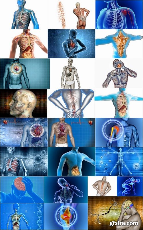 3d anatomy people 25 HQ Jpeg