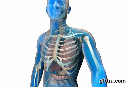 3d anatomy people 25 HQ Jpeg