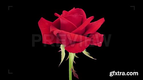 Opening of Red "Kardinal" Rose 62892