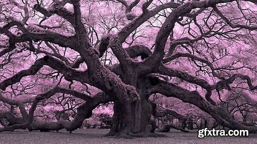 Infrared Photography: Nature and Landscapes