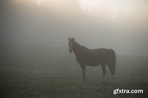 Mikko Lagerstedt - Fine Art - Fog Atmosphere Presets