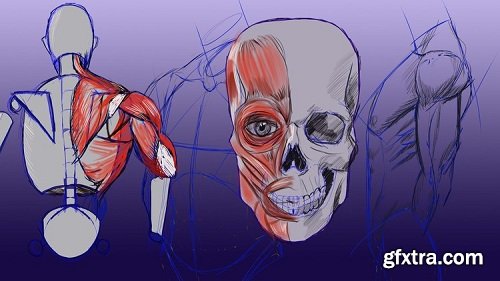 Anatomy and Figure Drawing for Beginners » GFxtra