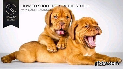 CreativeLIVE - How to Shoot Pets in the Studio