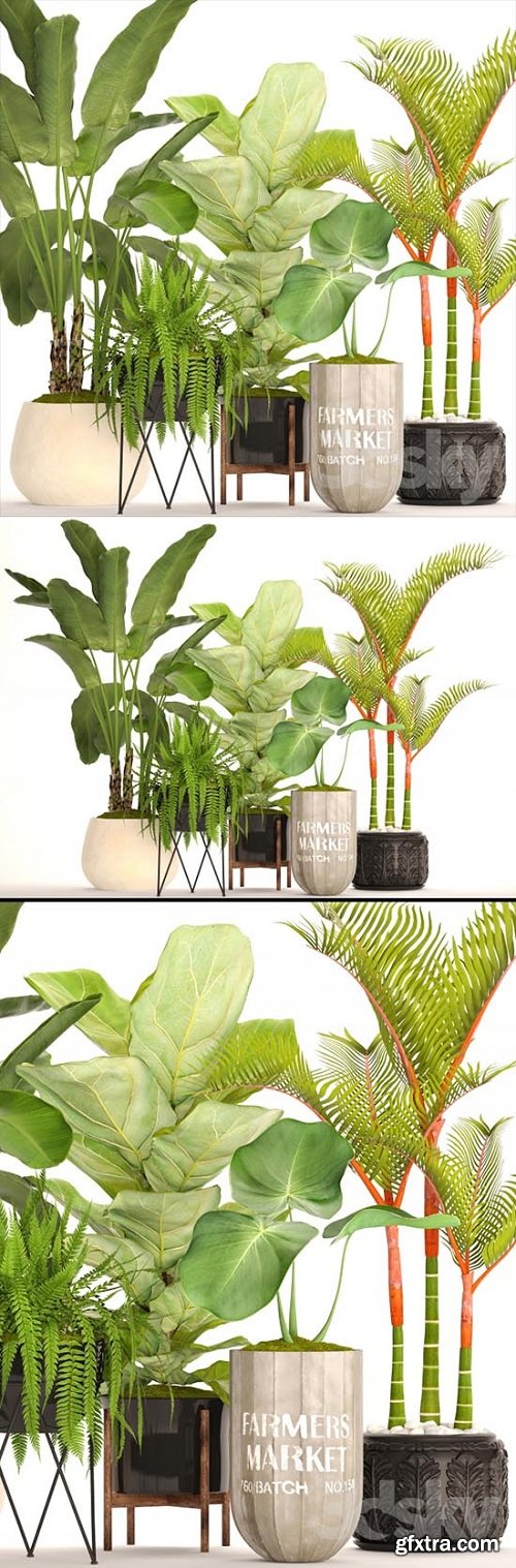 The Collection of Plants in Pots 48