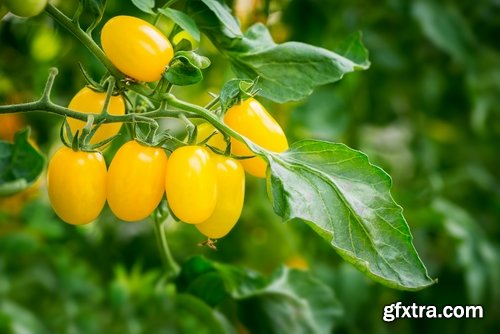 Yellow tomato vegetable 25 HQ Jpeg