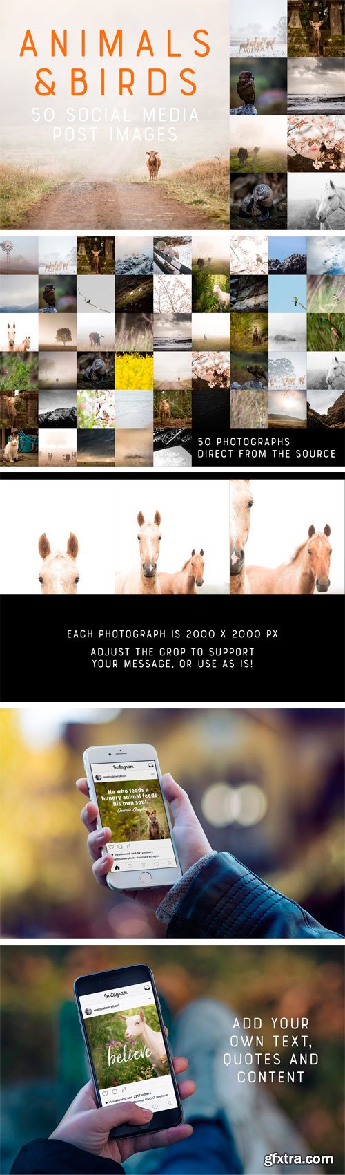 CM - 50 Social Media Backdrops - Animals 2296134