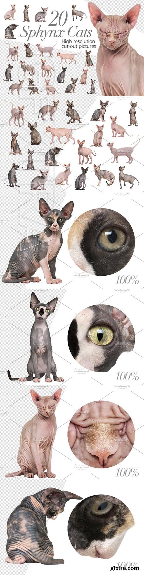 CreativeMarket - 20 Sphynx Cats - Cut-out Pictures 2297171