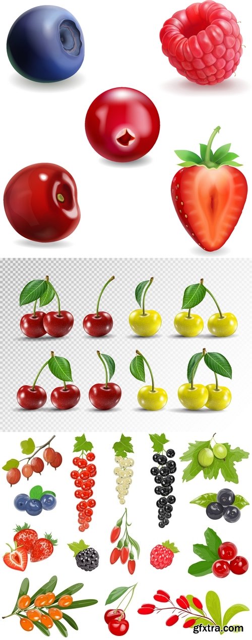 Vectors - Different Realistic Berries 2