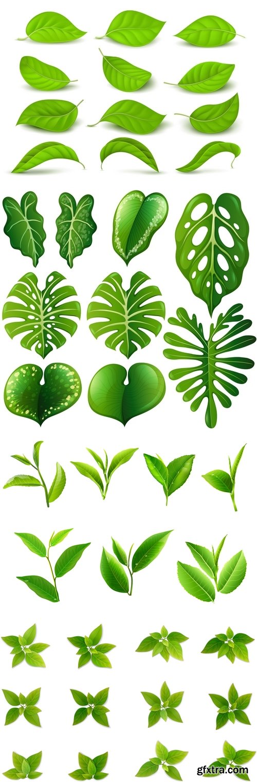 Vectors - Green Realistic Leaves 5