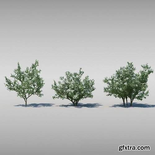 Maxtree - Complete Collection 3D Plants