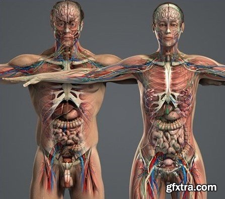 Human Anatomy 3D Models
