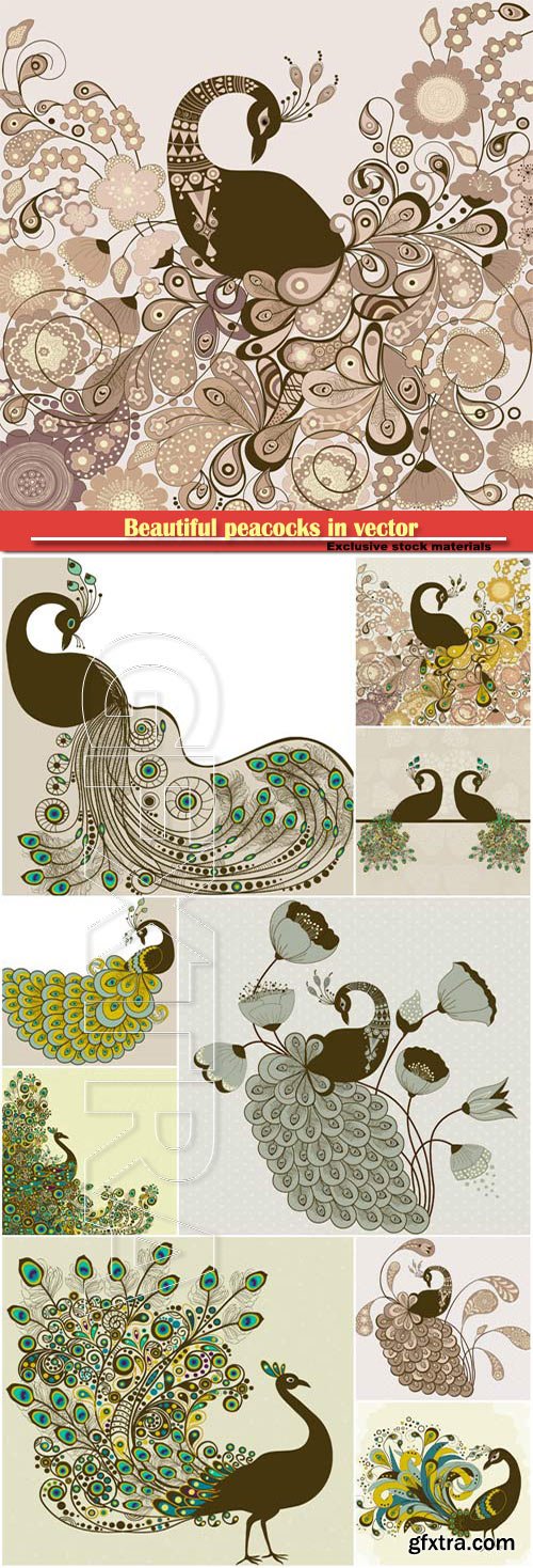 Beautiful peacocks, vector vintage bird