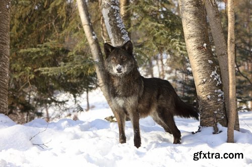 Wolf black gray brown white beast predator 25 HQ Jpeg