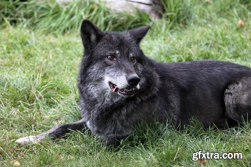 Wolf black gray brown white beast predator 25 HQ Jpeg