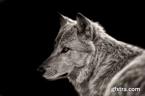 Wolf black gray brown white beast predator 25 HQ Jpeg