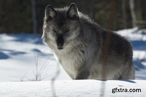 Wolf black gray brown white beast predator 25 HQ Jpeg