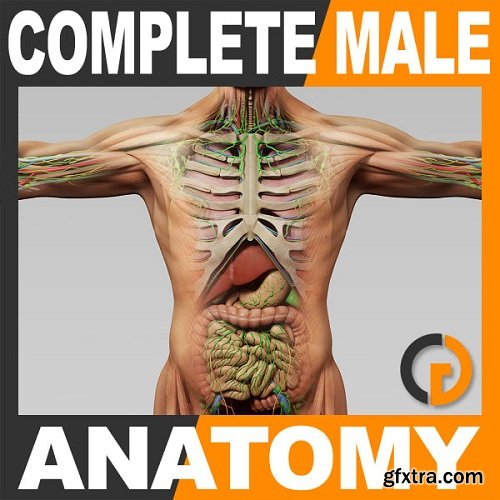 Human Male and Female Complete Anatomy - Body, Muscles, Skeleton, Internal Organs and Lymphatic