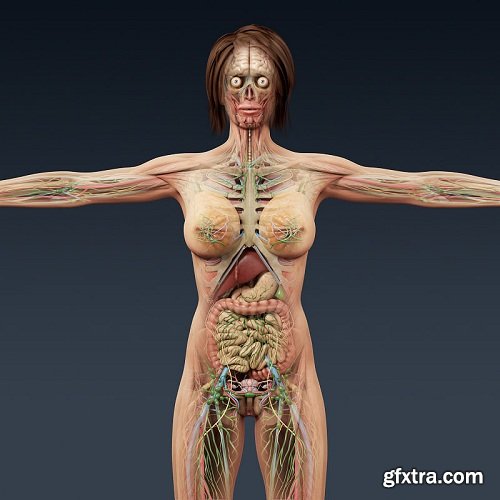 Human Male and Female Complete Anatomy - Body, Muscles, Skeleton, Internal Organs and Lymphatic