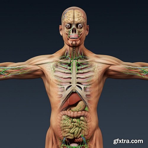 Human Male and Female Complete Anatomy - Body, Muscles, Skeleton, Internal Organs and Lymphatic