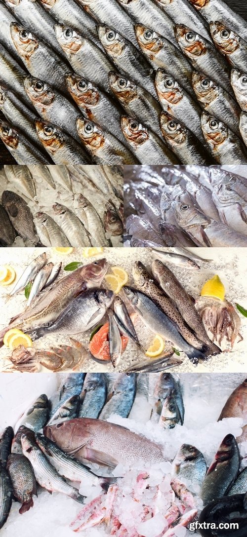 Photos - Fresh Fish Set 12