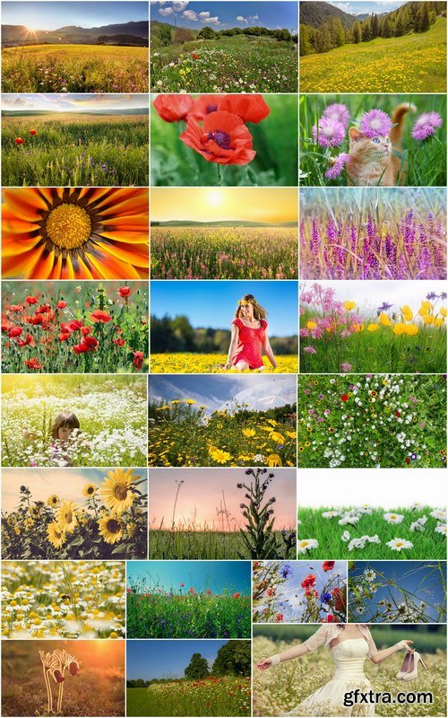 Flower meadow wild flower meadow field sprout landscape 25 HQ Jpeg