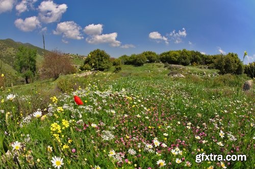 Flower meadow wild flower meadow field sprout landscape 25 HQ Jpeg