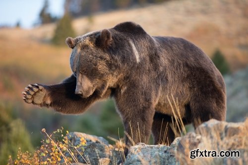 Grizzly Bear predatory animal skin fur hunting in the wild 25 HQ Jpeg