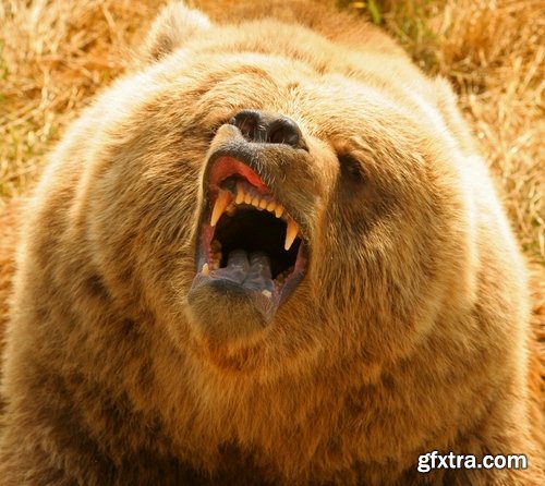 Grizzly Bear predatory animal skin fur hunting in the wild 25 HQ Jpeg