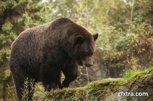 Grizzly Bear predatory animal skin fur hunting in the wild 25 HQ Jpeg