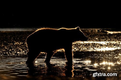 Grizzly Bear predatory animal skin fur hunting in the wild 25 HQ Jpeg