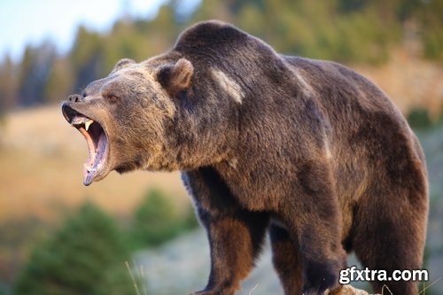 Grizzly Bear predatory animal skin fur hunting in the wild 25 HQ Jpeg