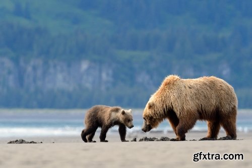 Grizzly Bear predatory animal skin fur hunting in the wild 25 HQ Jpeg