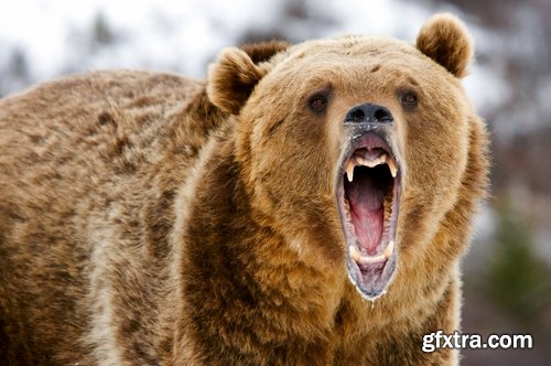 Grizzly Bear predatory animal skin fur hunting in the wild 25 HQ Jpeg