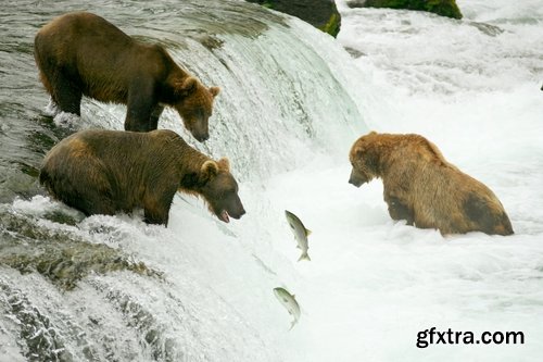 Grizzly Bear predatory animal skin fur hunting in the wild 25 HQ Jpeg